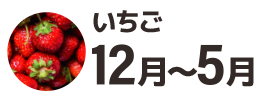 いちご12月〜5月