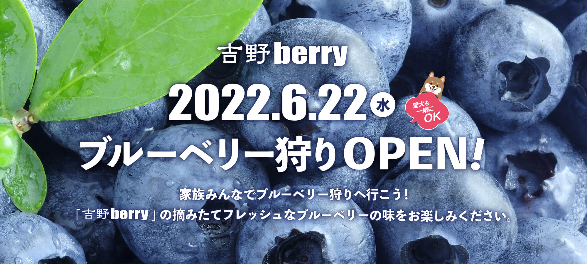 吉野berryブルーベリー2022.6.22OPEN