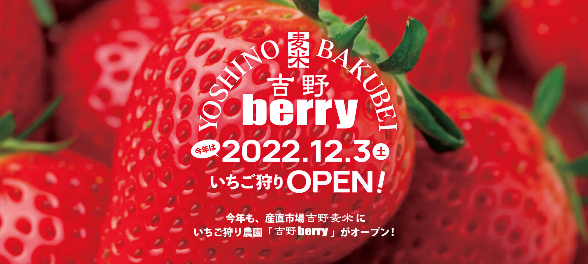 吉野berry・いちご狩りブルーベリー狩り