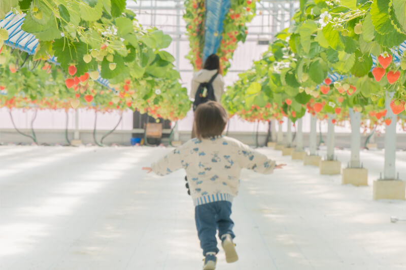 吉野ベリーいちご狩りハウスの中